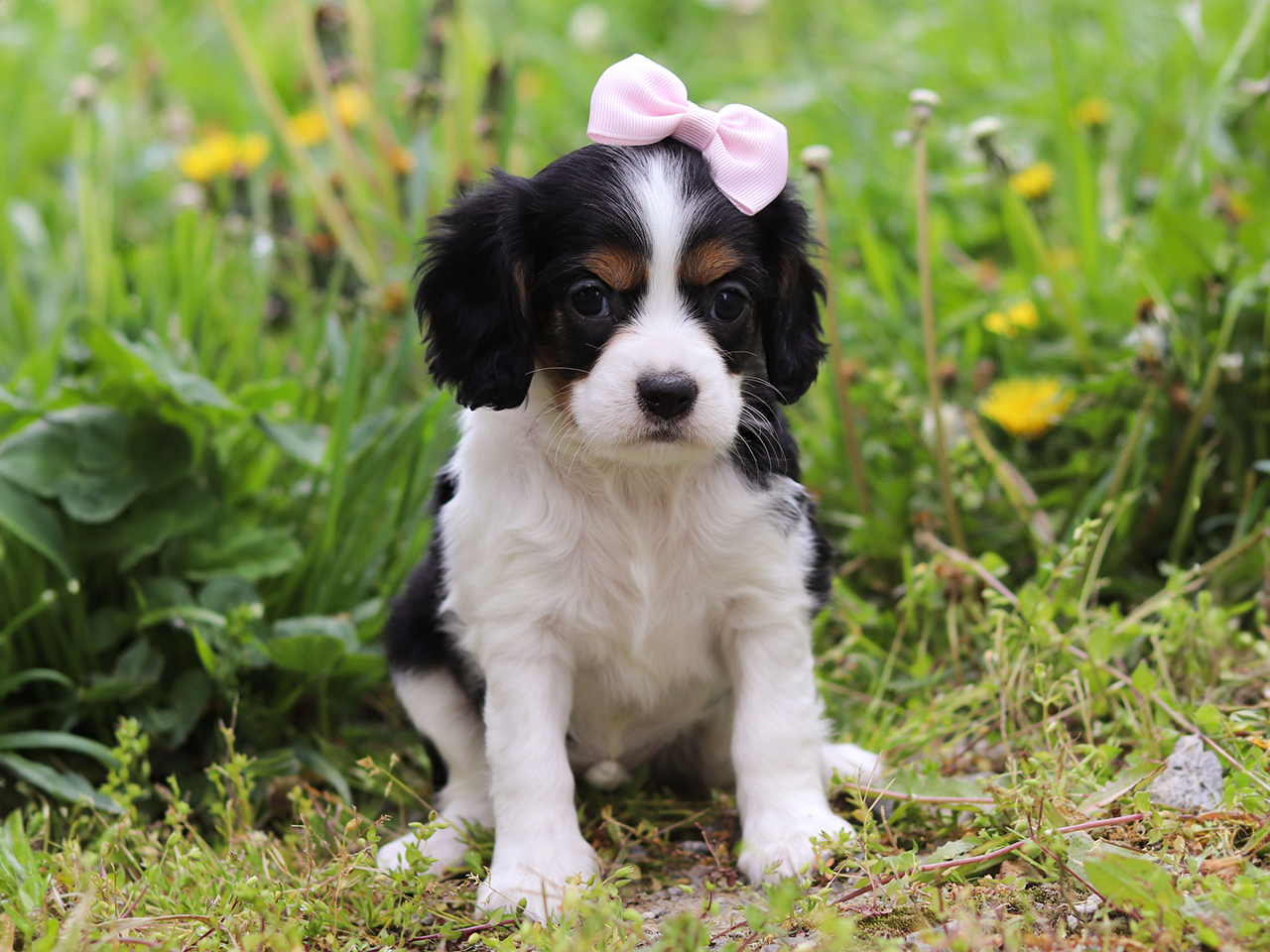 F1 Cockalier Puppies for Adoption - Born March 14, 2024