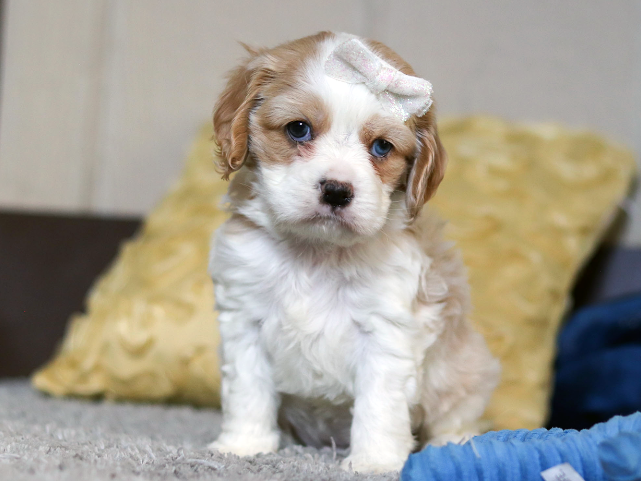 F1 Cockalier Puppies - Born November 10, 2023