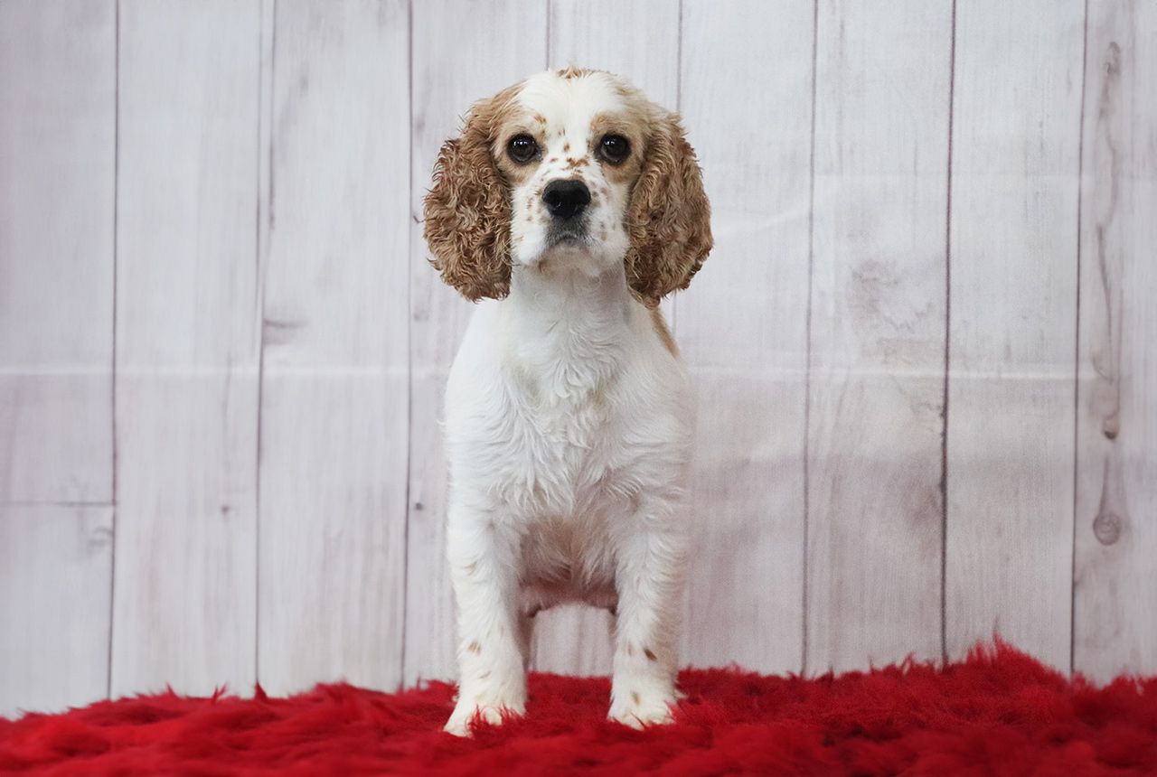 Snicker, the Cocker Spaniel Mom