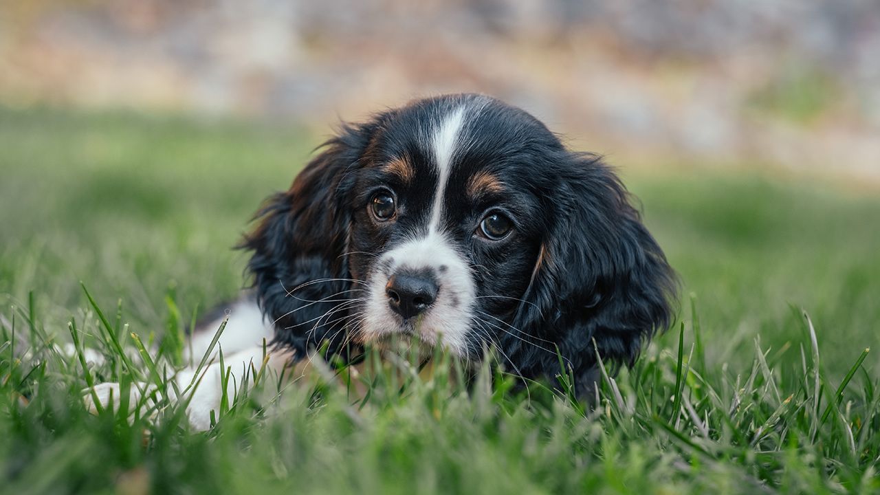 What is a Cockalier?