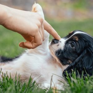 Henry, the Cockalier Puppy