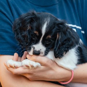 Henry, the Cockalier Puppy