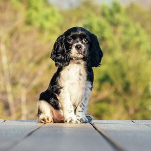 Edward, the Cockalier Puppy