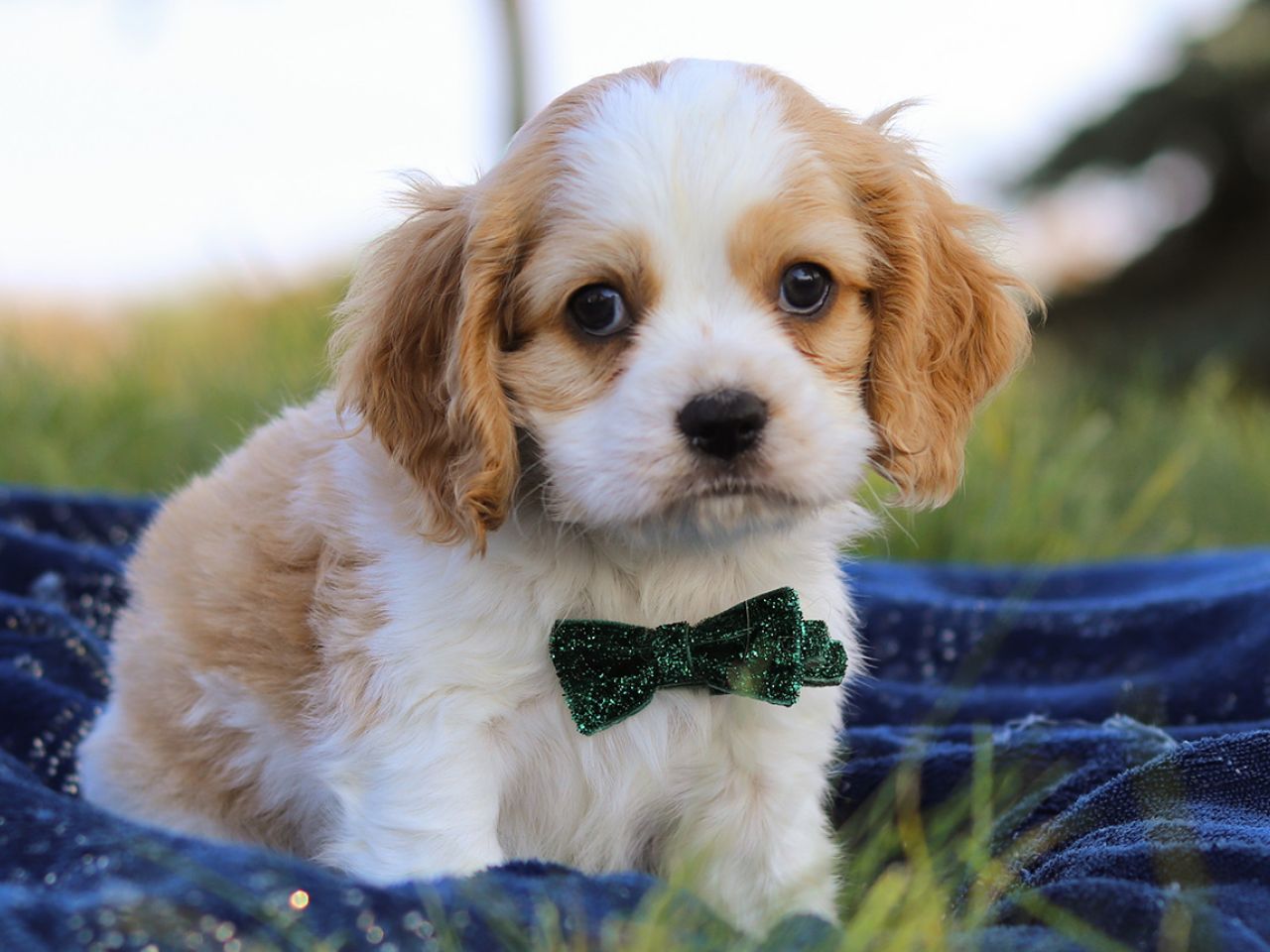 Male Cockalier Pup - George