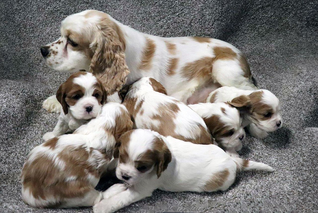 F1 Cockaliers for Adoption - Born December 20, 2023