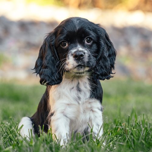 Cockalier Puppy