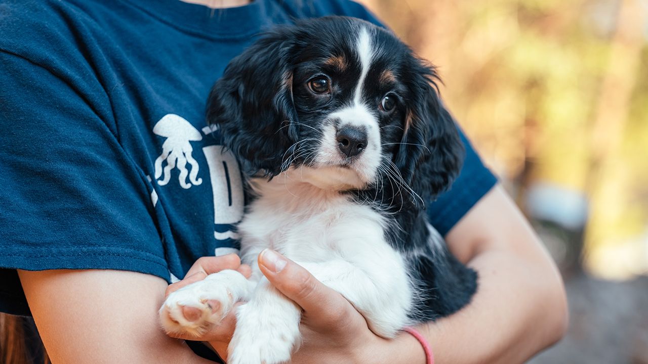Cockalier Puppy in Arms