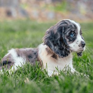 Phillip, the Cockalier Puppy
