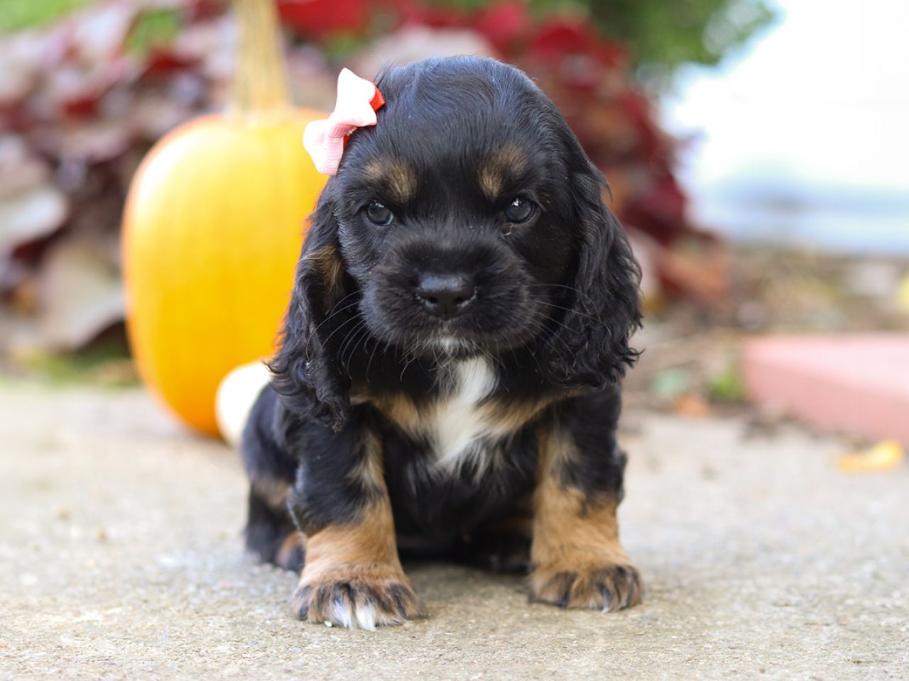 Female Cockalier Pup - Jade
