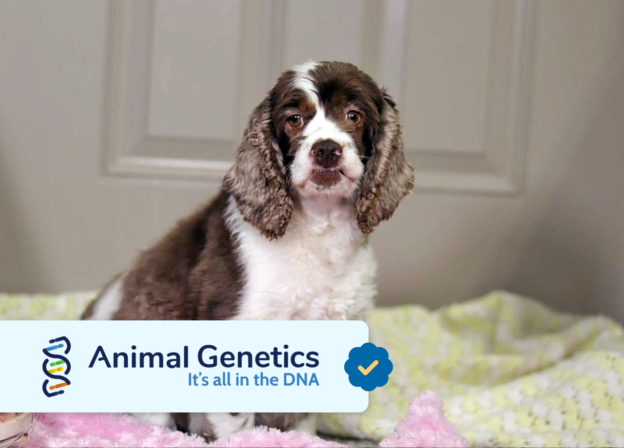 Cocker Spaniel Mom - Beth