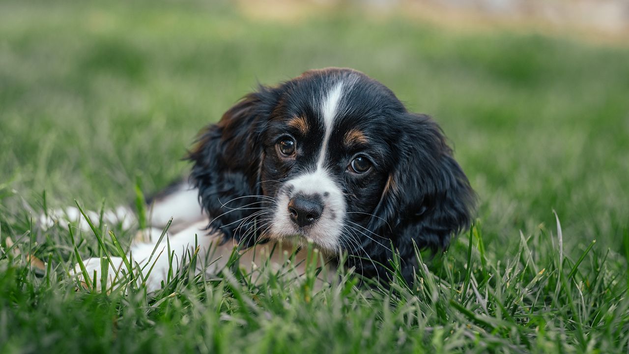 Cockalier vs Cavalier King Charles