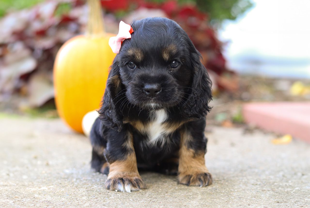 Female Cockalier Pup - Jade