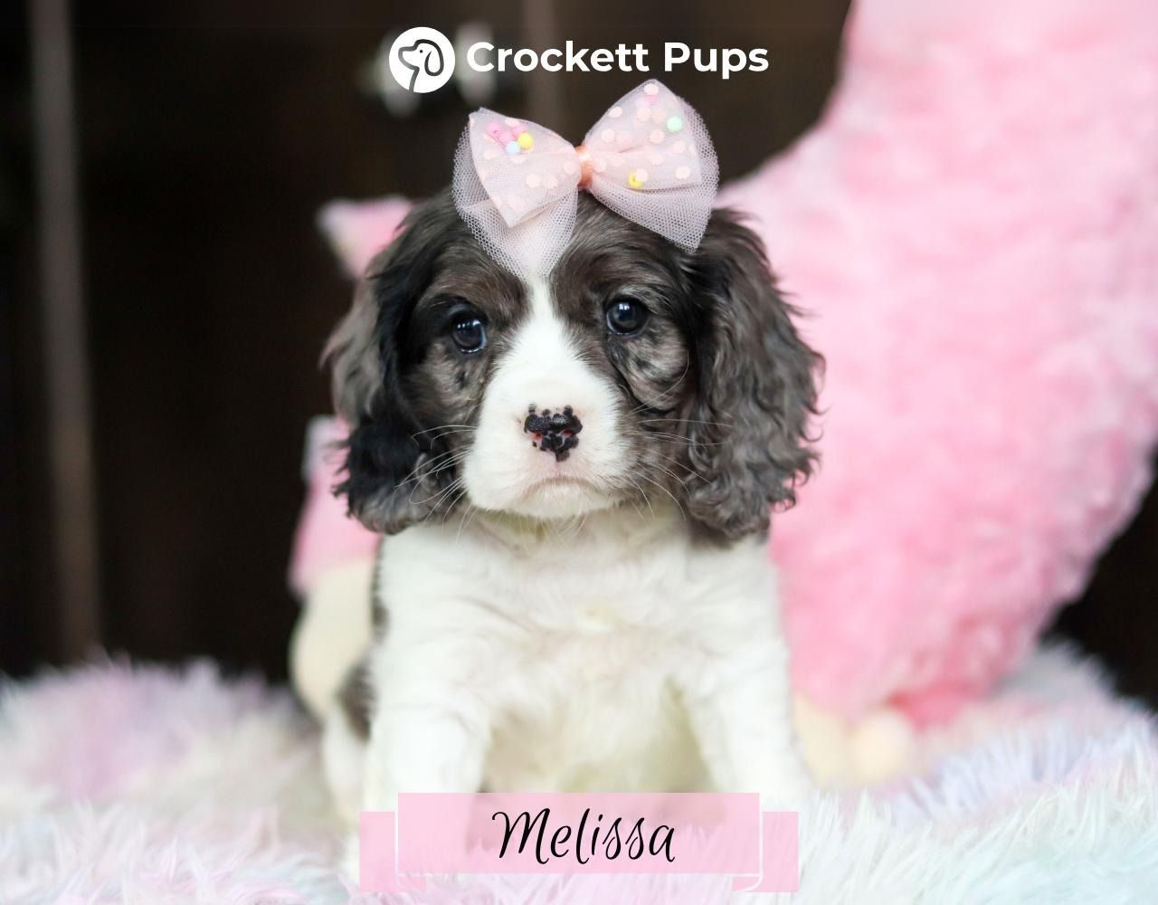 Female Cockalier Pup - Melissa