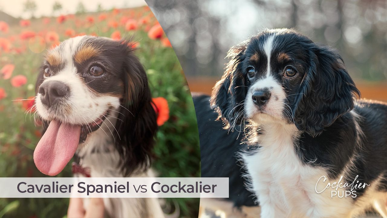 Cavalier King Charles Spaniel vs Cockalier