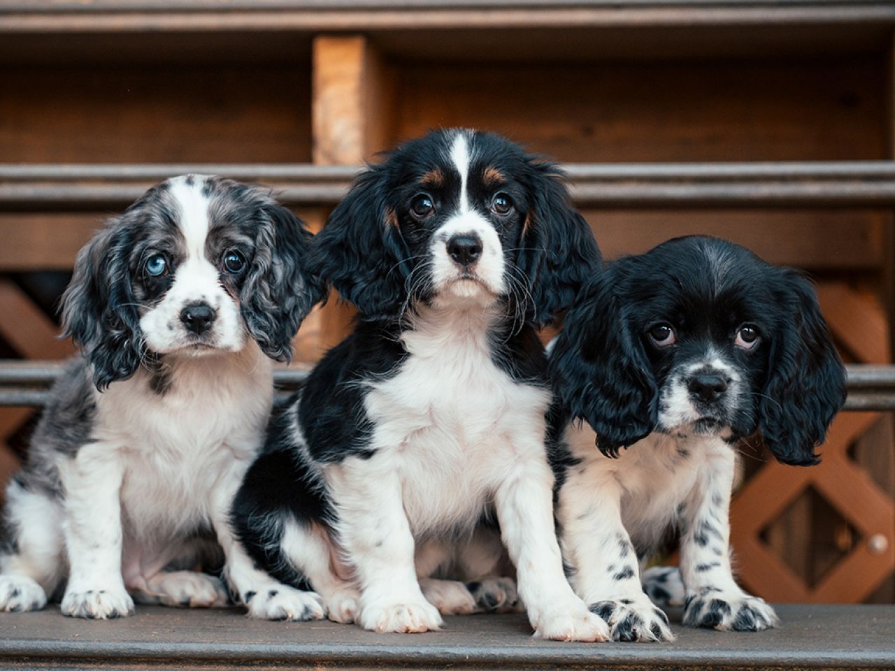 Cockalier Pups for Sale