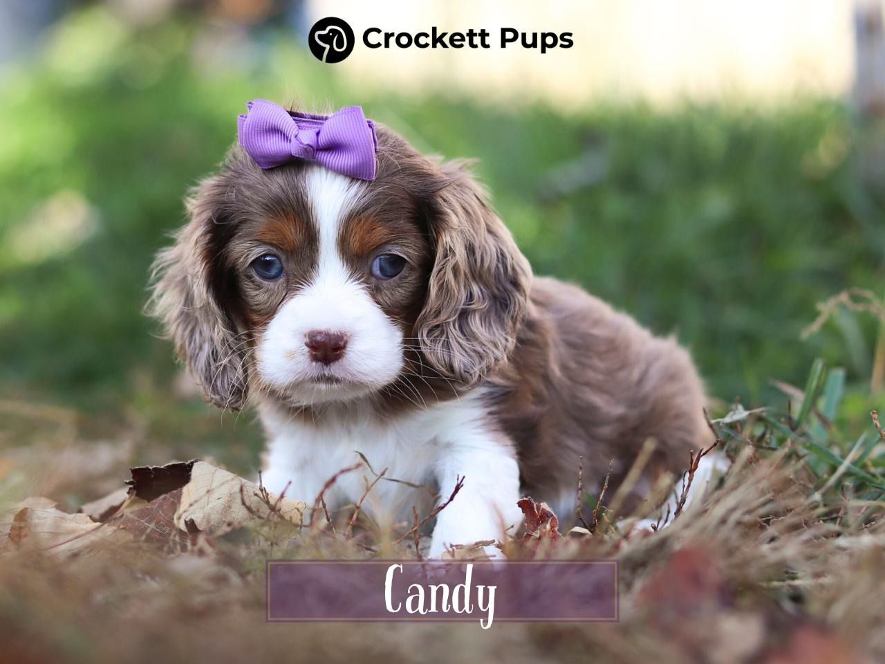 Female Cockalier Pup - Candy