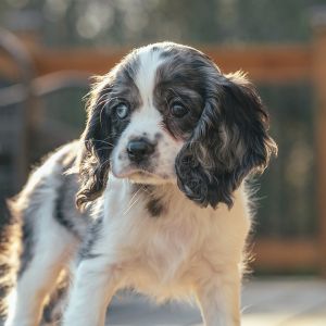 Phillip, the Cockalier Puppy