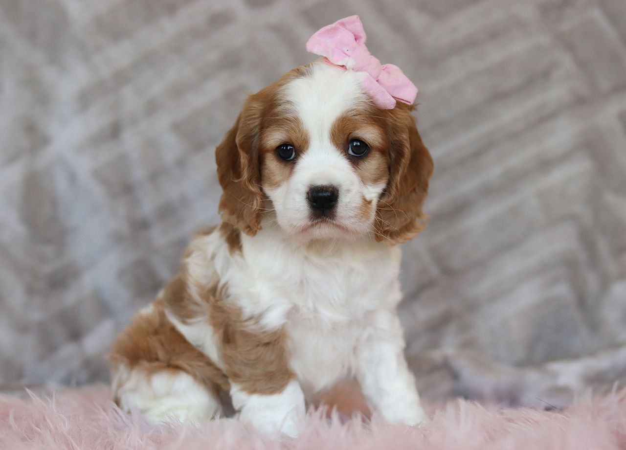 Female Cockalier Pup - Opal