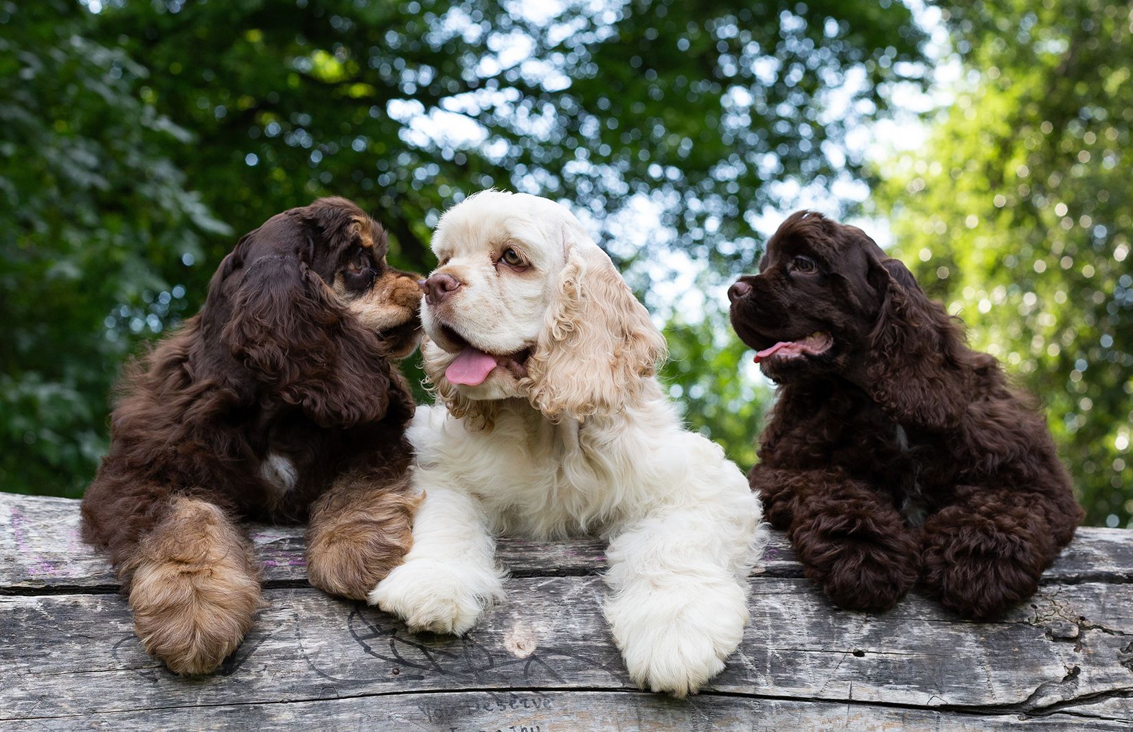 What is a Cocker Spaniel