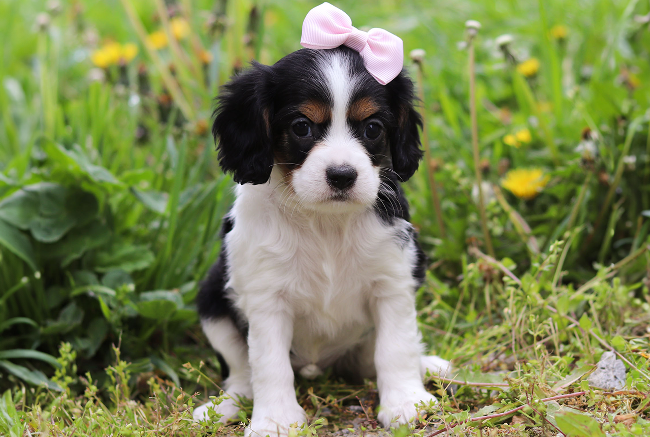 F1 Cockalier Puppies for Adoption - Born March 14, 2024