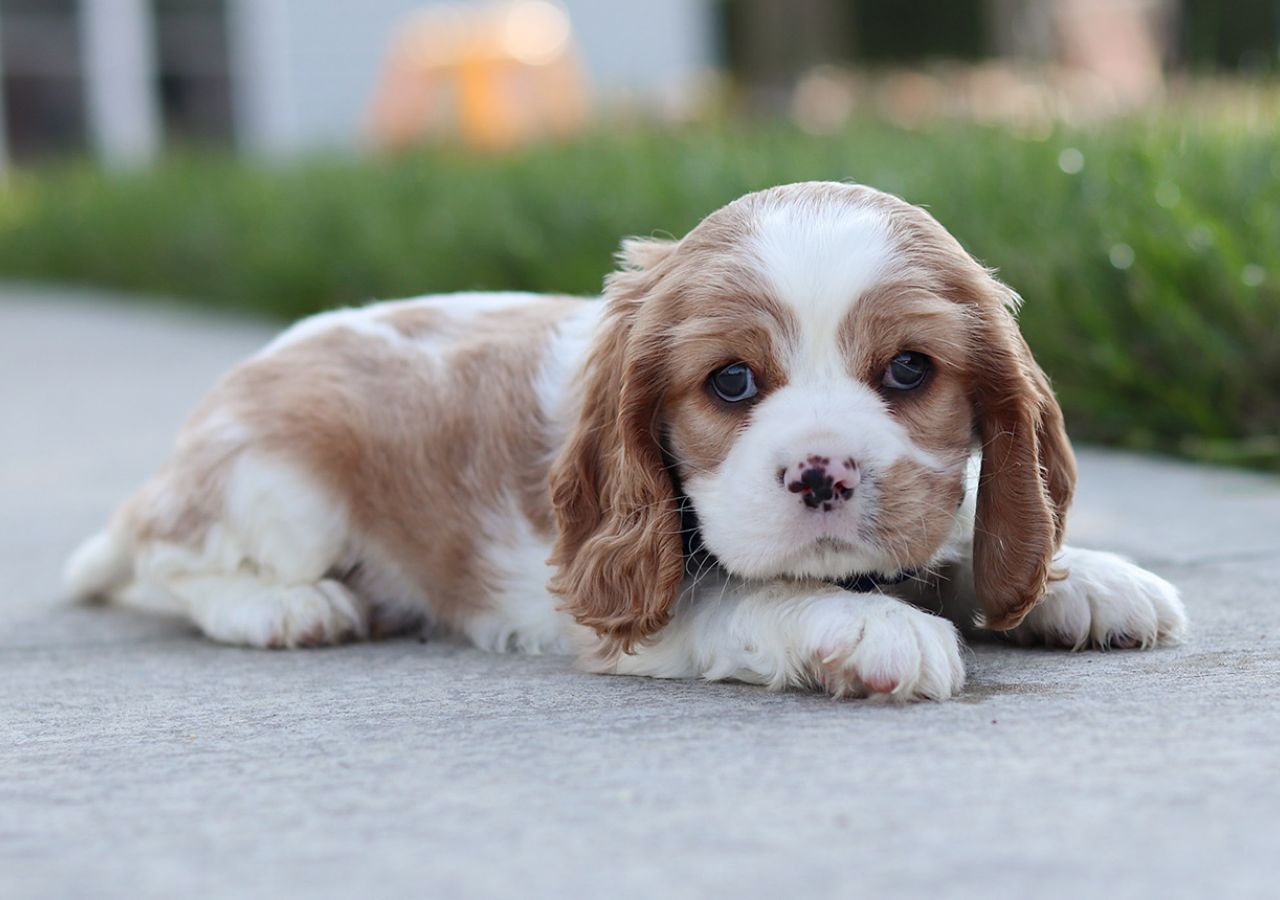 Male Cockalier Pup - Liszt