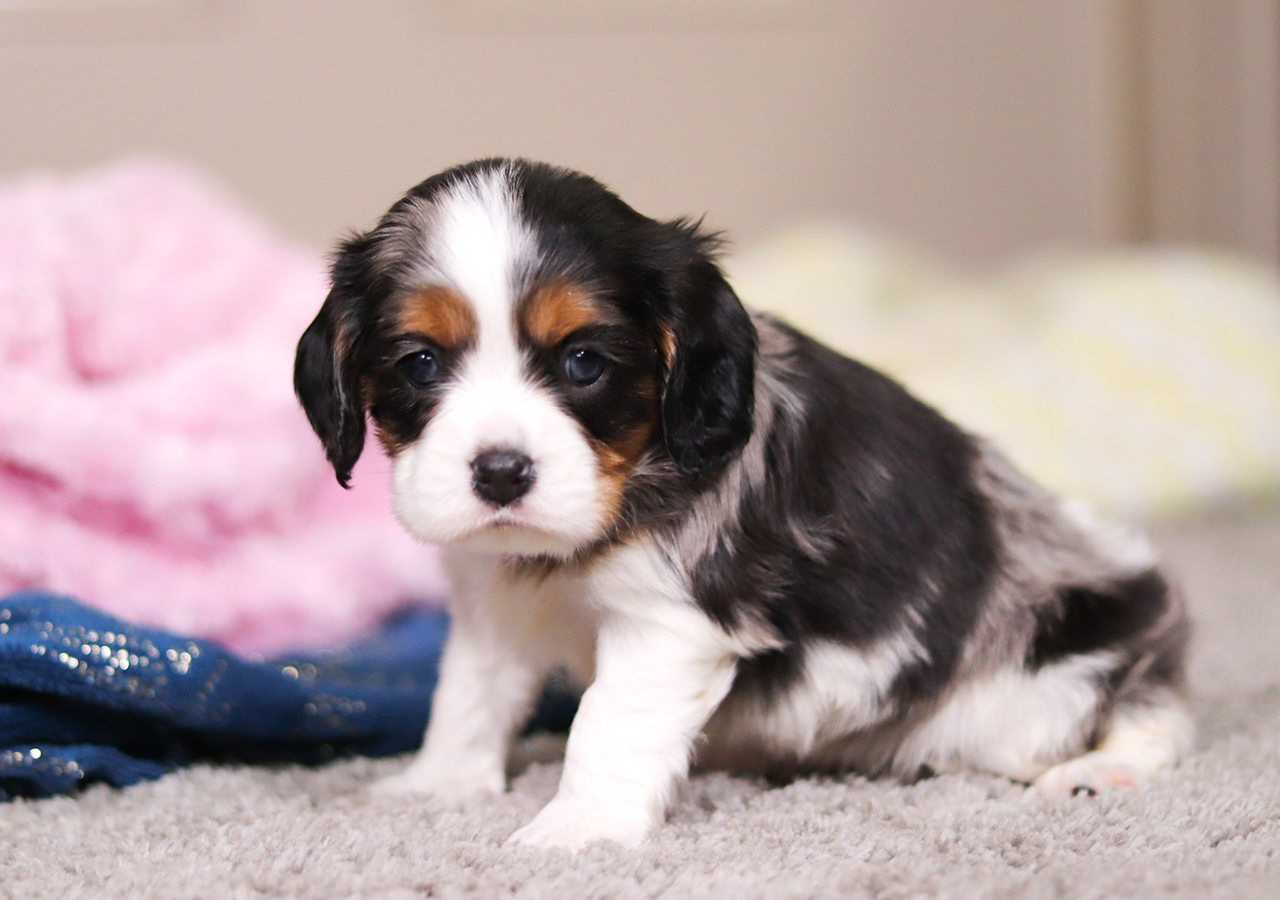 Male Cockalier Pup - Rolly