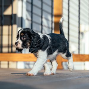 Henry, the Cockalier Puppy
