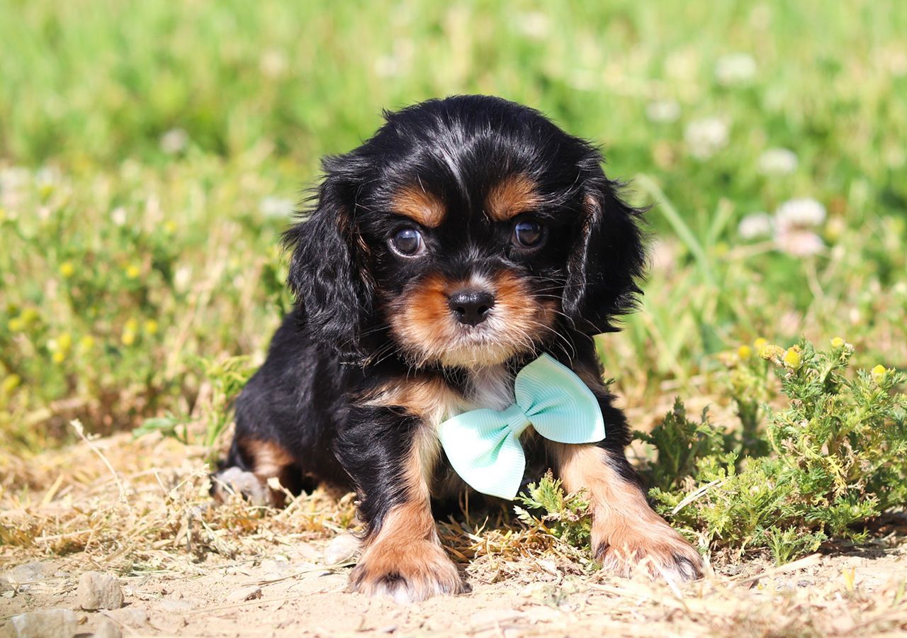 F1 Cockaliers born April 9, 2023