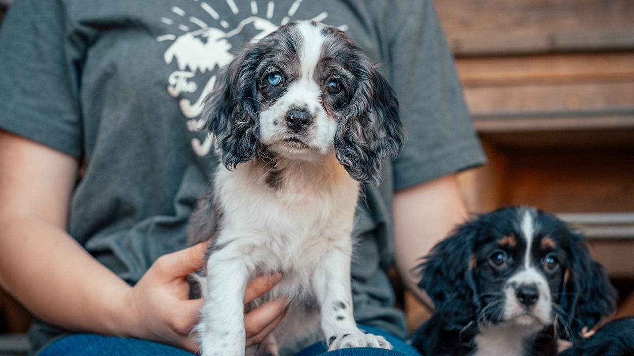 Crockett Pups Cockaliers
