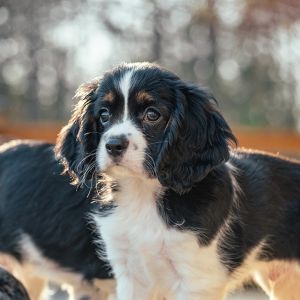 Henry, the Cockalier Puppy