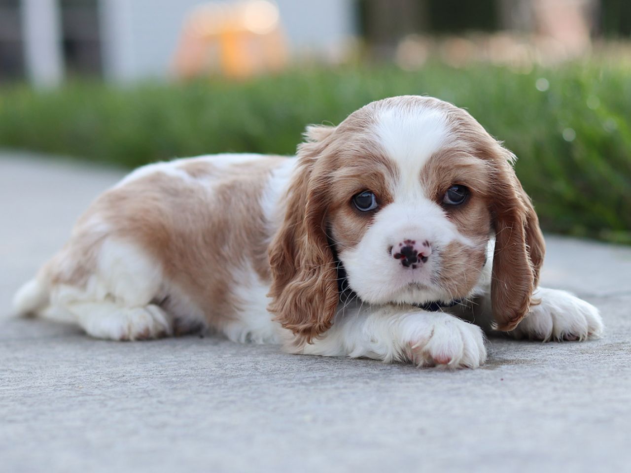 Male Cockalier Pup - Liszt