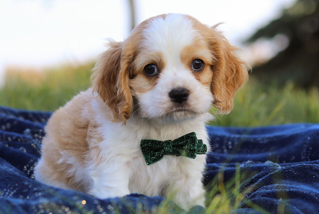 Male Cockalier Pup - George