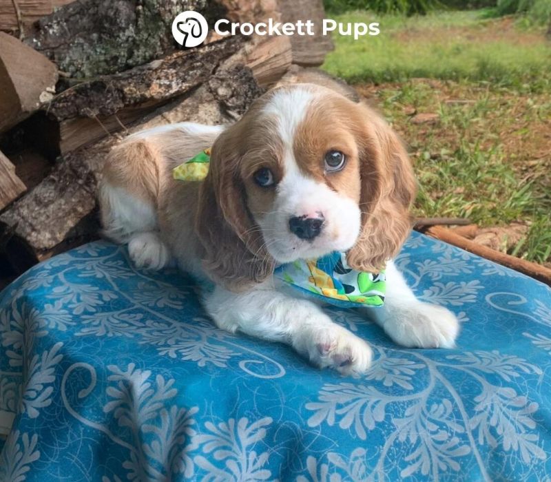 Male Cockalier Pup - Adagio