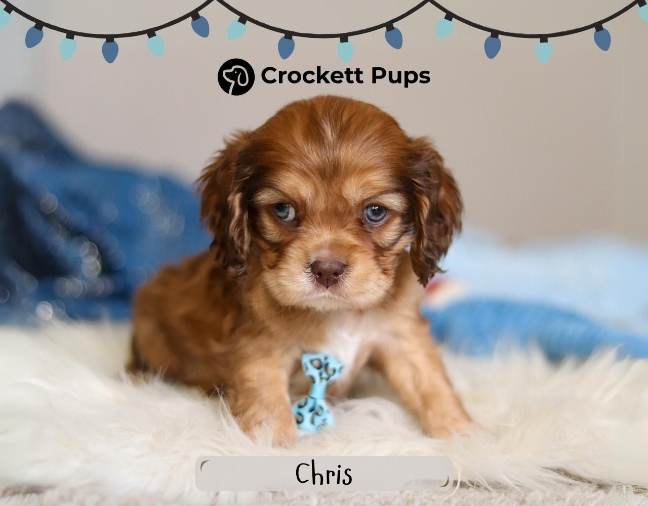 Male Cockalier Pup - Chris